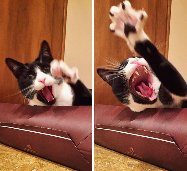 funny-dramatic-cats-24-58f763e2c981f__605