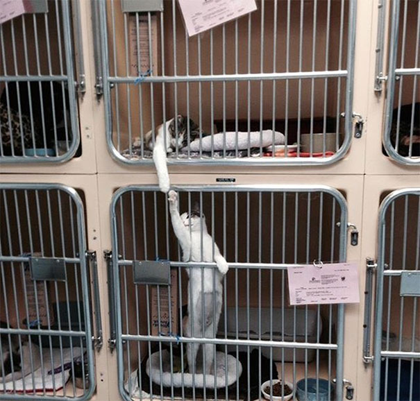 funny-dramatic-cats-25-58f7649c72c0c__605