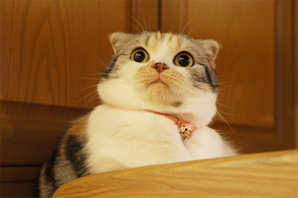 funny-dramatic-cats-6-58f721a2742b7__605