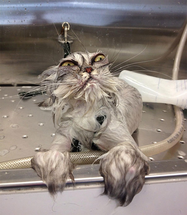funny-dramatic-cats-7-58f72382ba3aa__605