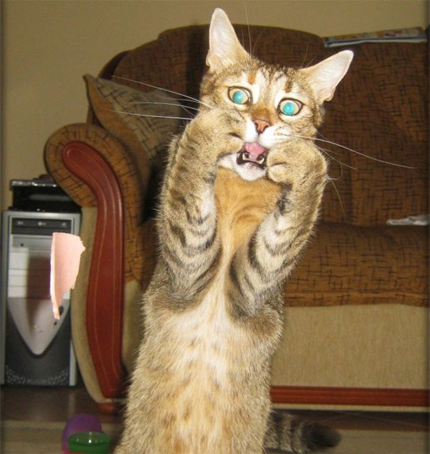 funny-dramatic-cats-8-58f724d5d0cbc__605