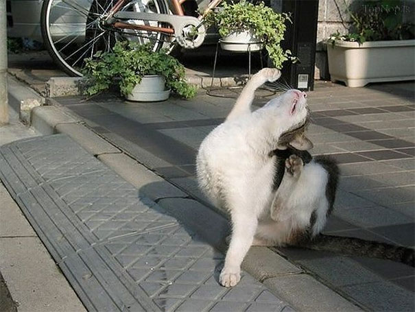 funny-dramatic-cats-9-58f726c6c6247__605