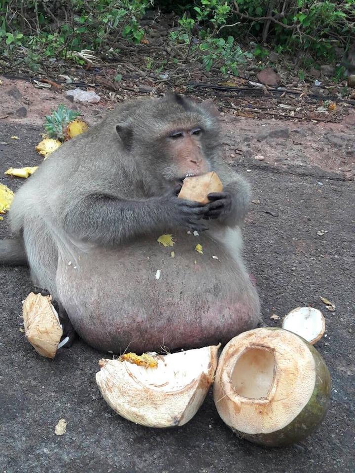 NEWS COPY - WITH PICTURES This greedy monkey is being sent to a fat camp after ballooning to TWICE the normal weight - by gorging on food from tourists. The 15kg long-tailed macaque - nicknamed ‘Uncle Fatty’ had been getting fed sugary melons, milkshakes, sweetcorn and noodles, by visitors to a floating water market in Bangkok, Thailand. He developed an enormous belly before wildlife officials who received reports from concerned locals spotted him this week. Uncle Fatty has now been rescued and taken for a health check and monkey 'fat camp' to try and reduce his weight to a more acceptable 8kg - normal for his species. Thai primate conservation group ‘Monkey Lovers’ said today that Uncle was not sick - he was just fat - and wanted him returned to his friends. Organiser Kawinoat MongKholtechaphat said: ‘’Uncle has got fat because he has just been eating everything that people give to him. ‘’He’s not sick, he just needs helps. He likes eating and there are lots of visitors and tourists who give him food all day.’' Kawinoat said that Uncle played an important role in the community of monkeys that roam free around the market in the Bang Khun Thian district. He added: ‘’He’s a leader to the younger monkeys. He teaches them important things, how to survive. ‘’He’s old now and likes to sit around eating a lot. We want the monkeys to stay roaming free outside where they are happy.'' The National Parks, Wildlife and Plant Conservation have now transferred Uncle to a Nakhon Nayok wildlife rescue center some 100 miles away where he will receive health checks. The chubby monkey will also be put on a strict diet - and made to run and swing around with other animals to lose weight. Kanjana Nittaya said: ''We believe the monkey is suffering from obesity because a great number of people come there and feed it. It is probably just sitting there and overeating.’’ Thailand is home to hundreds of thousands of wild monkeys including gi