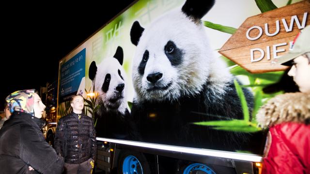 reuzenpandas-wu-wen-en-xing-ya-aangekomen-in-rhenen