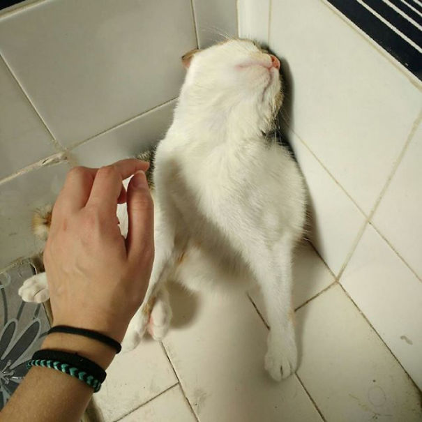 taggeddramaticcat-1-png__605