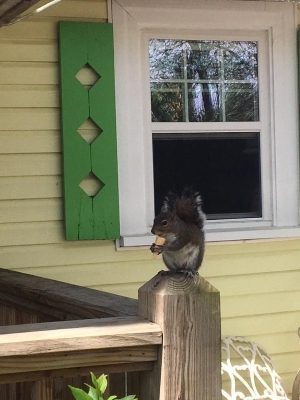 this-adorable-squirrel-is-served-tiny-ice-cream-cones-daily-at-this-shop__383134_