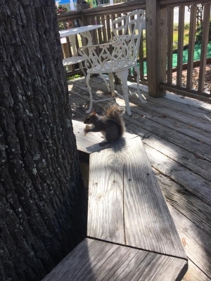 this-adorable-squirrel-is-served-tiny-ice-cream-cones-daily-at-this-shop__562772_