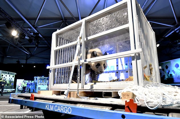 One of two giant pandas, female Wu Wen and male Xing Ya, is placed on display after arriving at Schiphol Airport in the Netherlands after a special flight from China Wednesday, April 12, 2017. The pair of three-and-half year old giant pandas are being taken from Schiphol Airport to the Ouwehands Zoo in the central Dutch town of Rhenen where they will settle into a purpose-built enclosure for a 15-year stay as part of a nature conservation project. (AP Photo/Patrick Post)