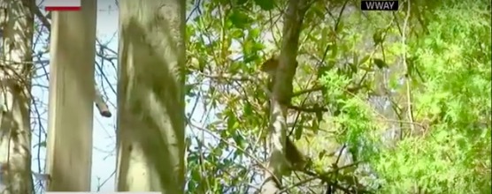 屏幕快照 2017-04-15 下午1.32.32