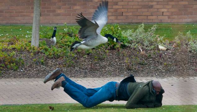 PIC BY ZHI CHOW / CATERS NEWS- (PICTURED: The goose attacking the students) Terrified students have been left too afraid to leave their university flats - after they came under attack from a pair of angry GEESE. The furious birds have nested on campus at the University of Warwick, and have furiously attacked anyone who dares to walk past their eggs. Students and staff have been forced to run for cover as the angry birds attack - with some even throwing themselves to the ground for cover. Engineering student Zhi Chow, who lives on campus in Coventry, West Mids, set up a camera to capture the moment when geese attack. SEE CATERS COPY