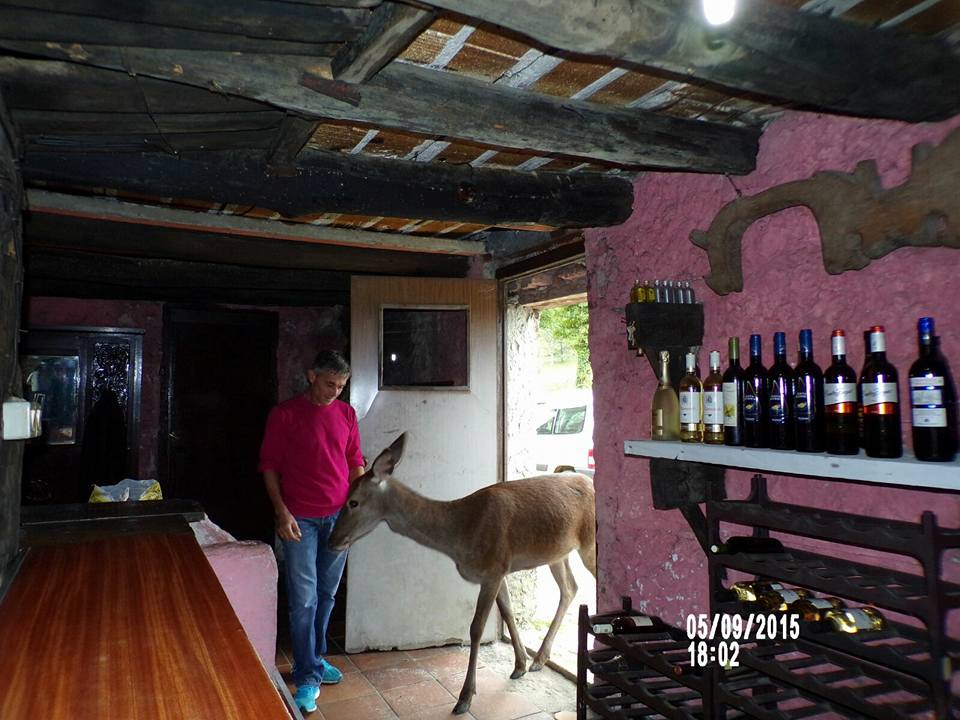 Aladino-and-Bambi
