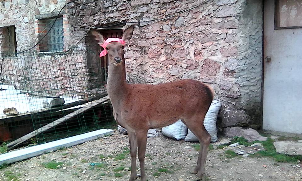 Aladino-and-Bambi6
