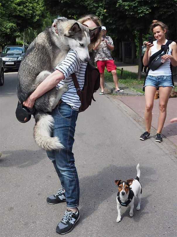 dogs-scared-of-things-4-59159de064883__605