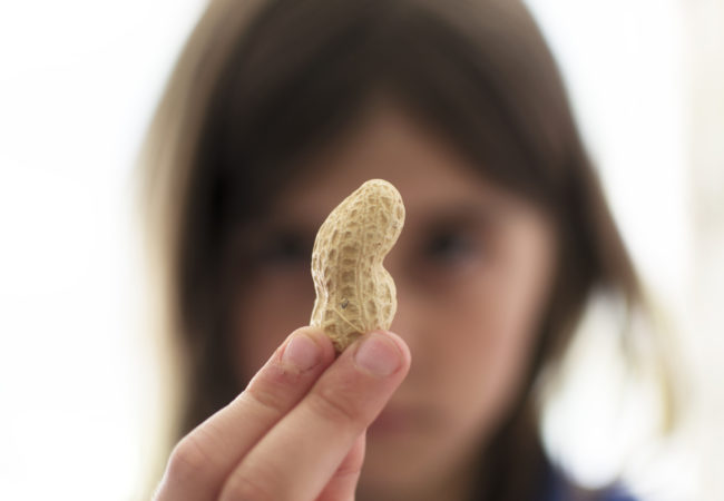 A young child holds up a peanut and looks at it closely.