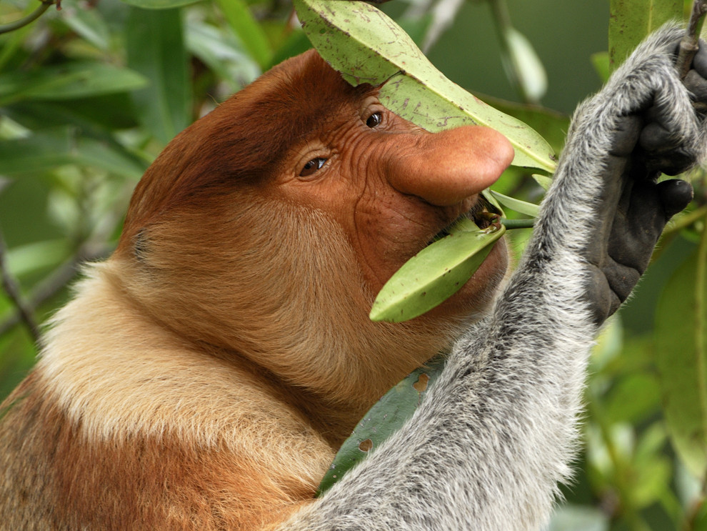 Proboscis Monkey - male eating leaves (Nasalis larvatus) Kinabatangan river, Sabah, Borneo, Malaysia Sabah, Borneo, Malaysia