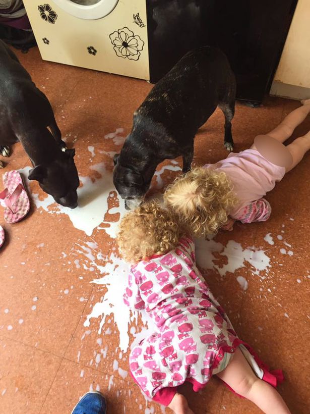 PAY-MUM-PUTS-KRAY-TWIN-TOTS-UP-FOR-SALE-AFTER-SNAP-CATCHES-THEM-LICKING-SPILT-MILK-OFF-FLOOR-WITH-DOGS (1)