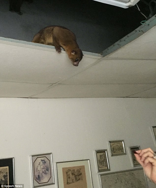 30A4FBEB00000578-3422266-Kinkajou_want_a_cracker_Banana_ran_away_from_her_Florida_home_an-m-13_1454050889794