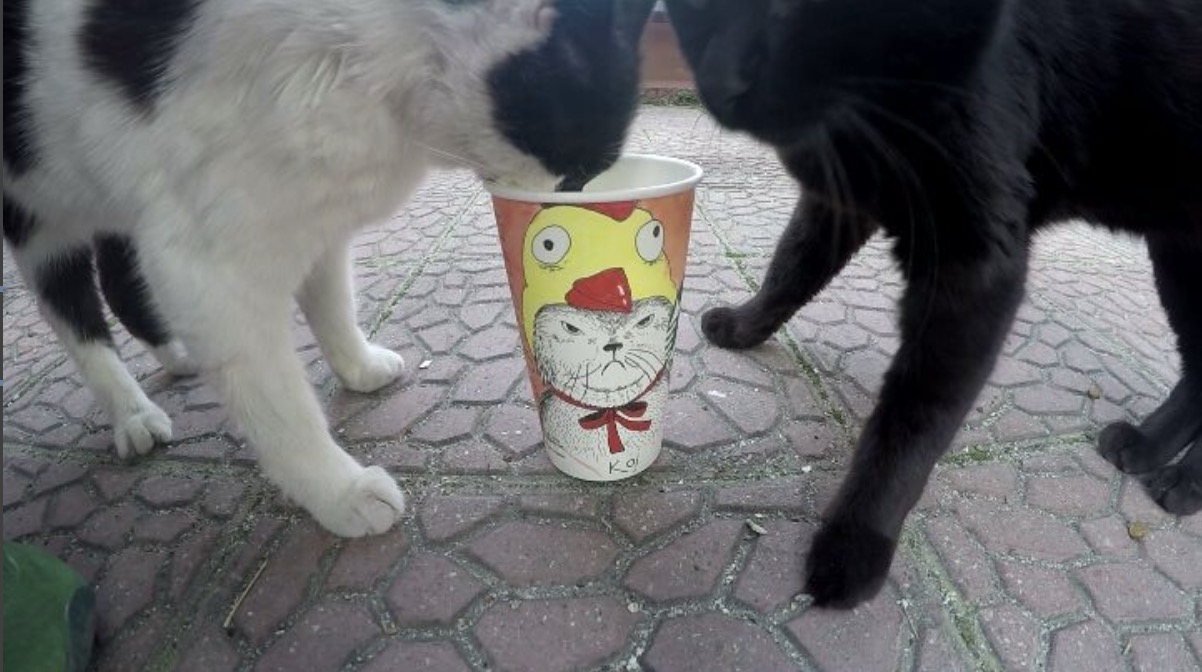 屏幕快照 2017-10-20 下午12.05.28