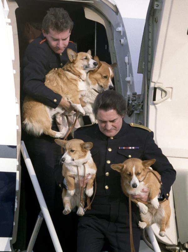 The Queen Mothers Corgis arrive back at Heathrow Airport, after the Summer visit to Balmoral.