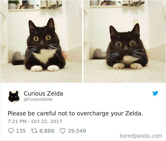 curious-zelda-cat-tweets-1-5a0edb31c7072__700