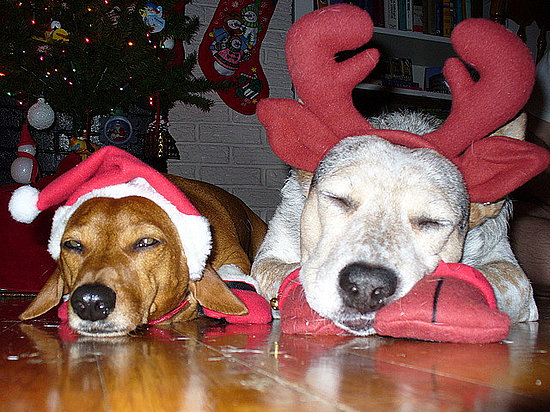 holiday-pets-that-hate-life08