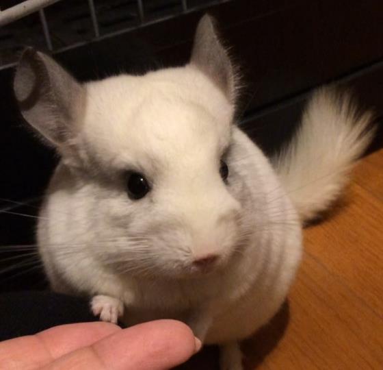 会挖手