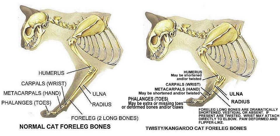 twisty-skeleton