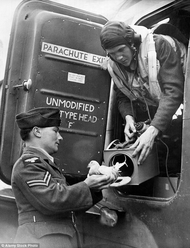 4952F33800000578-5404079-An_RAF_pilot_takes_a_carrier_pigeon_on_board_his_Halifax_bomber_-a-1_1518907410298