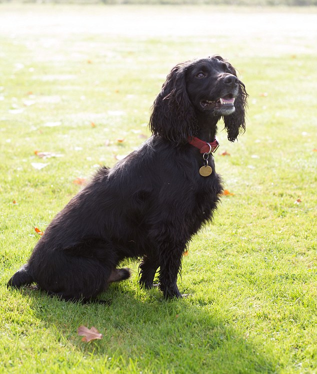 Betsy Duncan Smith 's dog 'Jobie (sp?)' her medical detecting dog - Feature for Good Health on Betsy Duncan Smith 'Medical Detection Dogs'