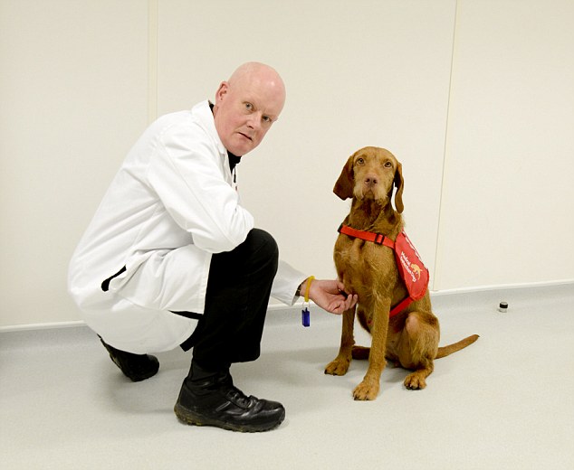 rob harris the trainer and midas the dog testing urine samples (hungarian wirehaired vizsla)