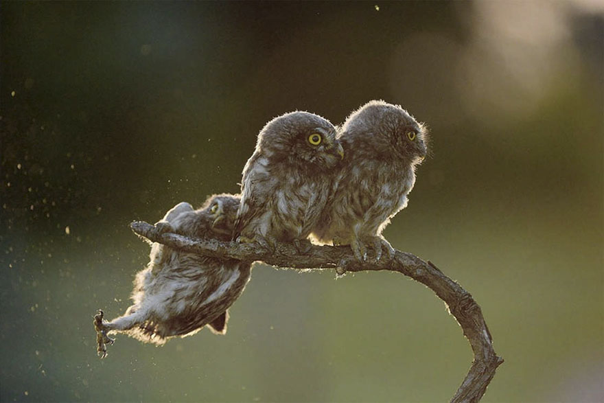 comedy-wildlife-photography-awards-2017-15-59646faaa8282__880