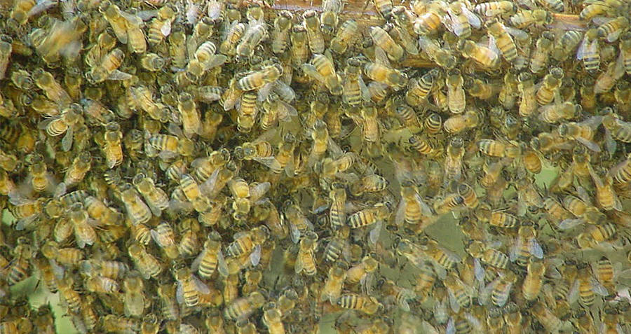 swarm-of-wasps