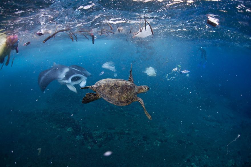 plastic-crisis-impact-on-wildlife-national-geographic-june-issue-cover-5afd888b6fa8d__880