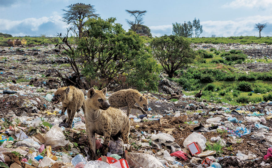 plastic-crisis-impact-on-wildlife-national-geographic-june-issue-cover-7-5afd84c063ede__880