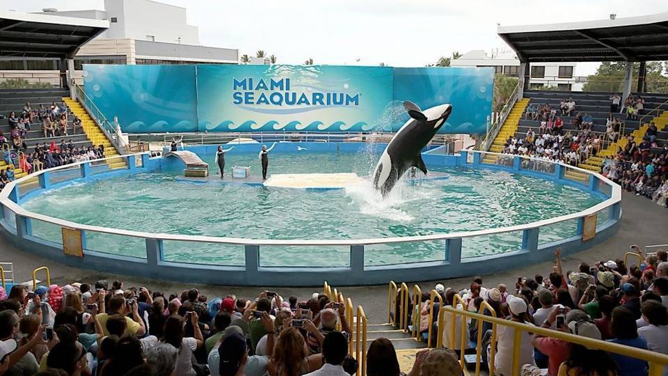 sfl-killer-whale-lolita-will-remain-at-show-in-001