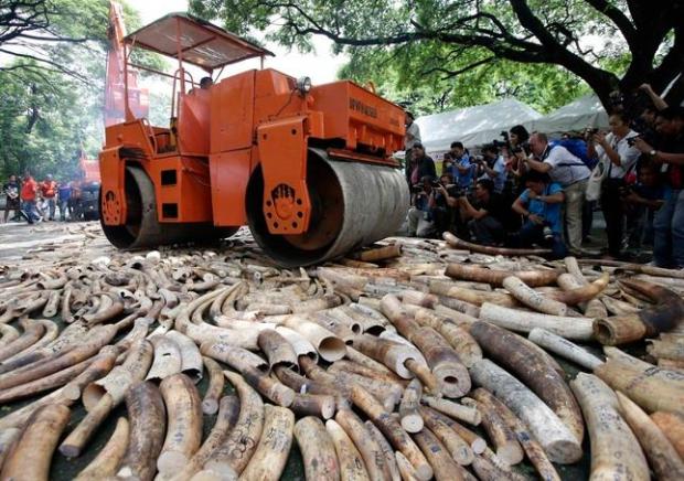 20150830__IVORY-08312-1