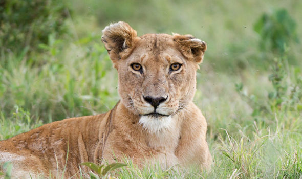 Dynasties-on-BBC-location-Lion-1591488