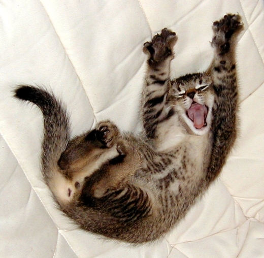 Yawning-cat2