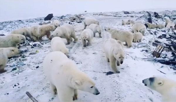 12polarbear1-articleLarge-v2