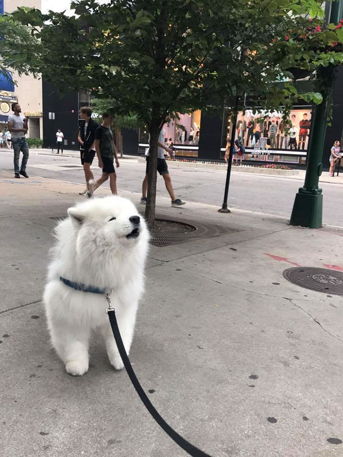15-hilarious-photos-proving-that-samoyeds-are-the-clumsiest-dogs-of-the-animal-kingdom-11