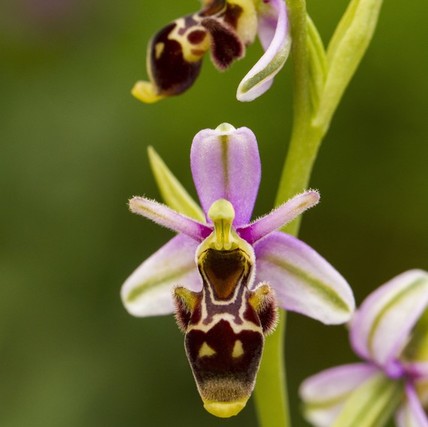 Close up view of the beautiful Bee Orchid (Ophrys apifera) flower.