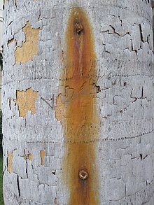 220px-Effect_of_tree_spiking
