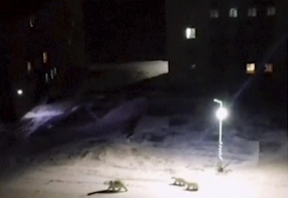 In this image taken from video, a mother polar polar bear and two cubs walk across the courtyard of a residential block, Monday, Feb. 11, 2019, in Belushya Guba, Novaya Zemlya, Russia. Russian wildlife specialists are heading to the Arctic archipelago to try to resolve why the polar bears have moved into the area. More than 50 bears have been spotted in the archipelago’s main town of Belushya Guba. (@muah_irinaelis via AP)