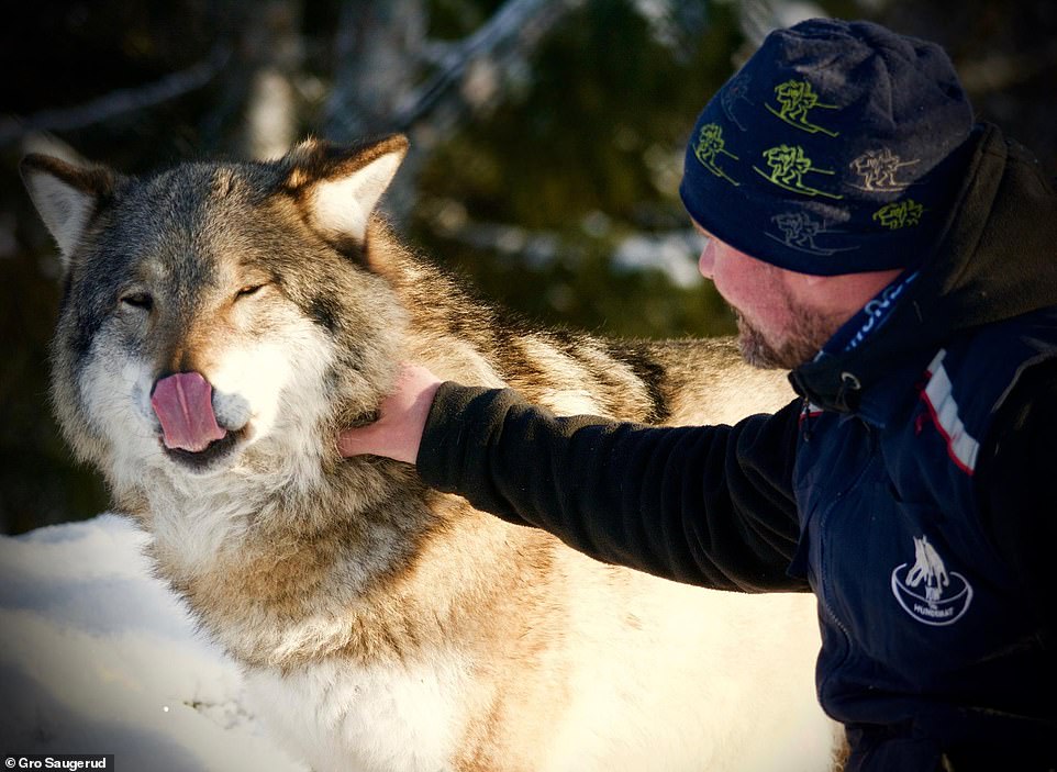 9742838-6681125-_Dogs_are_our_most_popular_pet_These_are_their_ancestors_the_fir-a-9_1550782218949