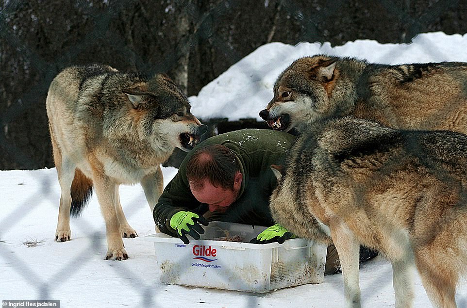 9742952-6681125-What_big_teeth_you_have_Frank_pretends_to_eat_and_the_wolves_wai-a-3_1550782218080