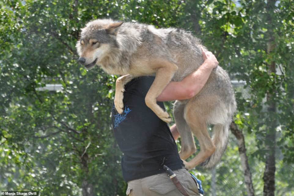 9747244-6681125-Need_a_lift_Frank_carries_a_wolf_over_his_shoulder_They_typicall-a-8_1550833980111