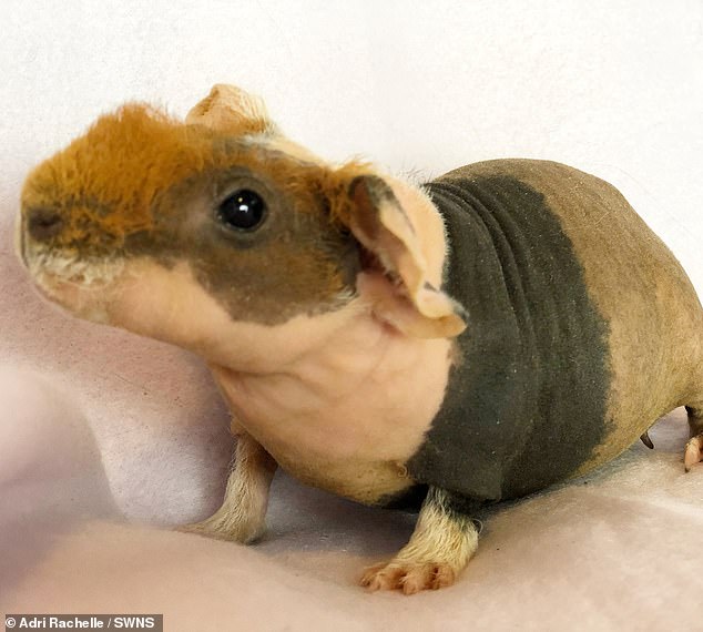 9950230-6716423-Adri_s_hairless_guinea_pig_makes_up_one_of_her_90_strong_collect-a-4_1550484904849