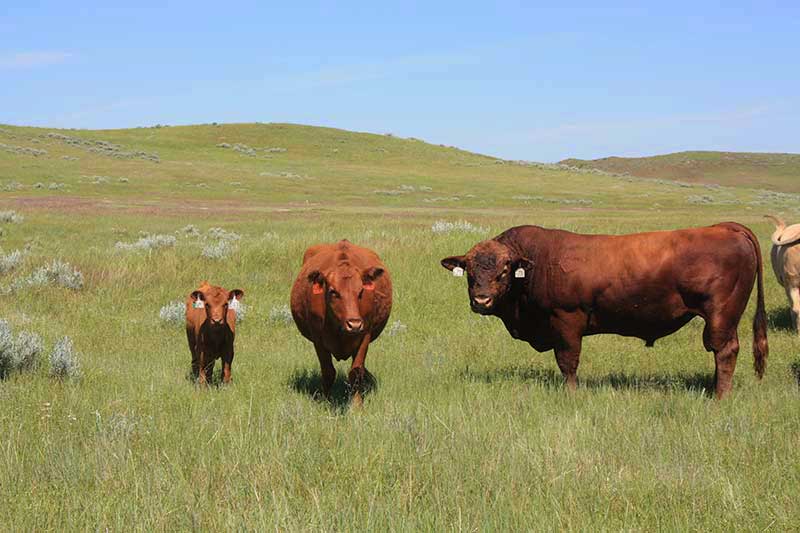 Harding-Land-and-Cattle_062