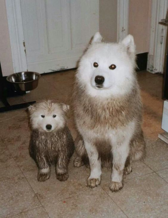 Samoyed-Staurday-07_18-36