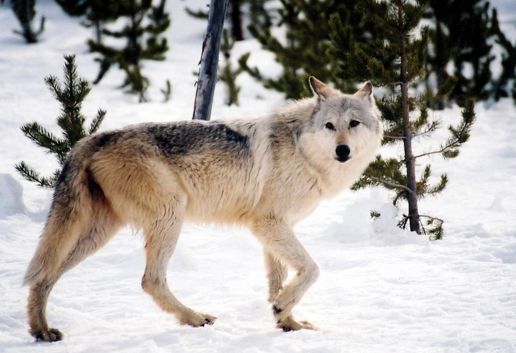 ORG XMIT: MTMB101 This image provided by Yellowstone National Park, Mont., shows a gray wolf in the wild. Public opinion on gray wolves remains sharply split as Montana officials prepare to resume hunting for the predators following their removal from the endangered species list by Congress (AP Photo/National Park Service, MacNeil Lyons)